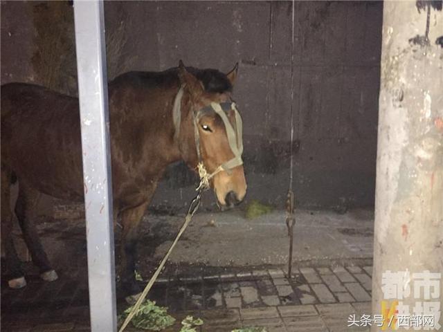 马路边拴着一匹马？主人骑车走亲戚它跟着跑来了