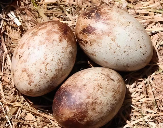 雪中悍刀行：八只神奇的异兽，除了大猫、大鼋、虎夔，还有什么？