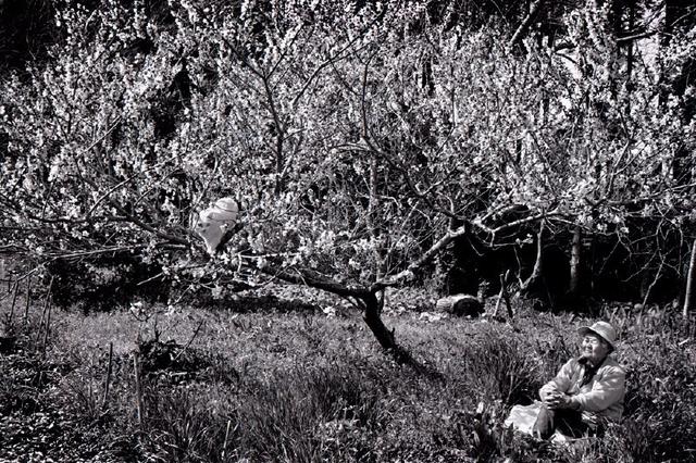 这只日本最有爱的“婆婆猫”，去了天国