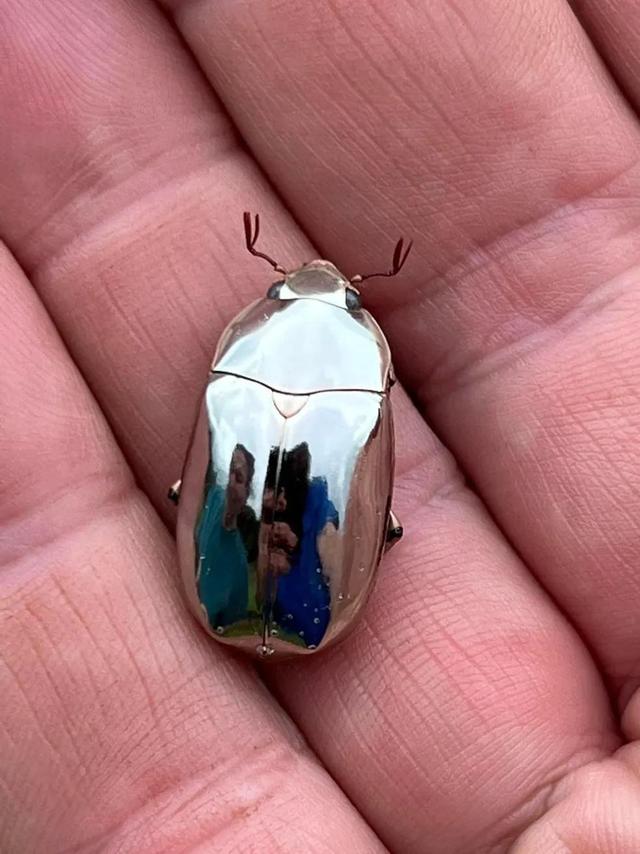 那些珠光宝气的金银色甲虫们