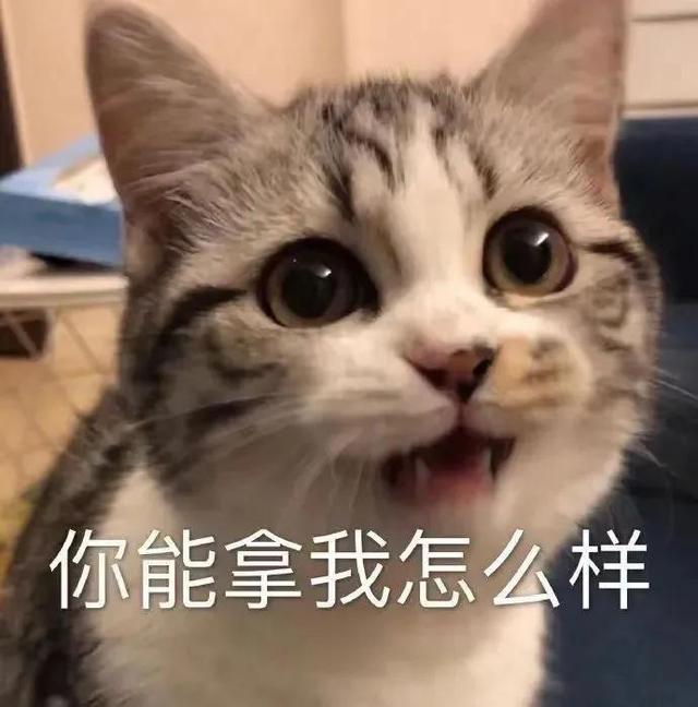 沙雕猫猫表情包：气到炸毛