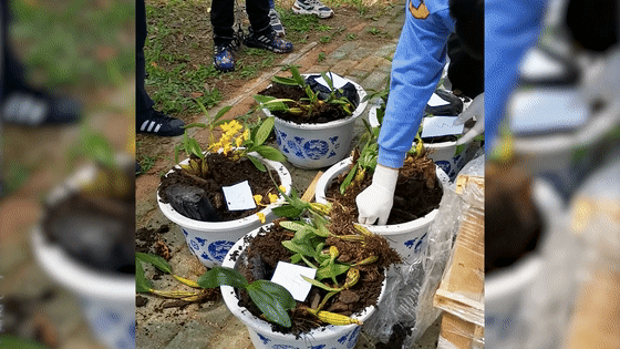 缴毒104公斤!云南警方摧毁56人特大贩毒网络