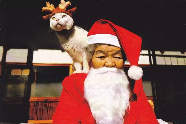 这只日本最有爱的“婆婆猫”，去了天国