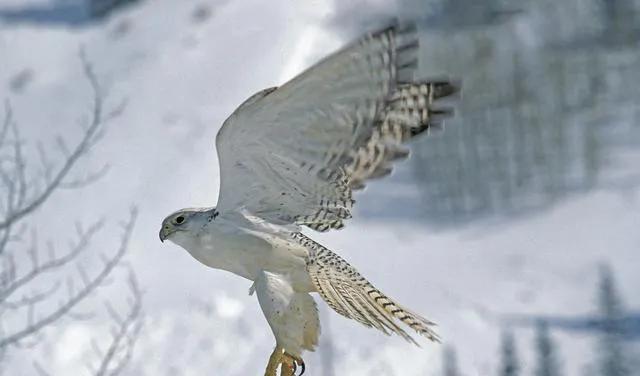 雪中悍刀行：八只神奇的异兽，除了大猫、大鼋、虎夔，还有什么？