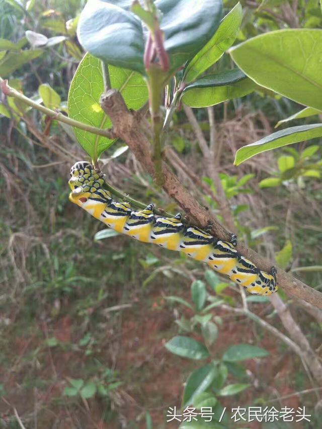 农村树上一种虫子好可爱,当年却没少受它的“欺负”