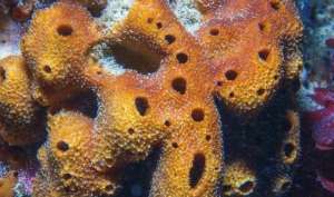 海绵宝宝生日(海绵宝宝36岁了，你知道吗，没有海绵也许就没有现在的人类)