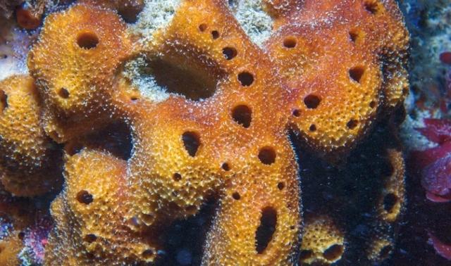 海绵宝宝36岁了，你知道吗，没有海绵也许就没有现在的人类