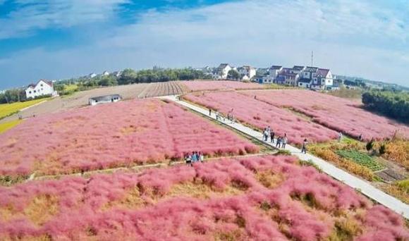 五颜六色的最美季节来啦！申城秋季赏景指南