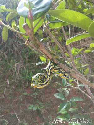 糖宝是什么虫(农村树上一种虫子好可爱，当年却没少受它的“欺负”)