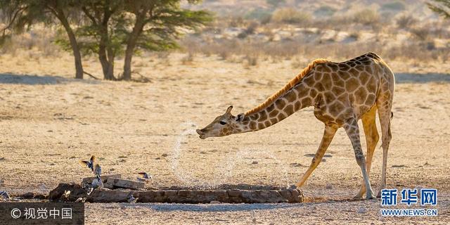 南非：牛椋鸟狂缠长颈鹿 长颈鹿喷水驱逐