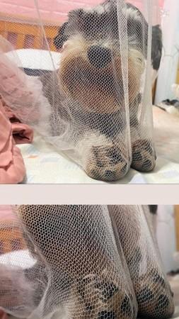 蚊帐破好多洞　见丝袜套头汪马上懂