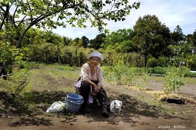 这只日本最有爱的“婆婆猫”，去了天国
