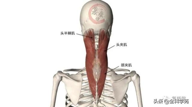 枕大神经体表定位 & 枕大神经痛的预防