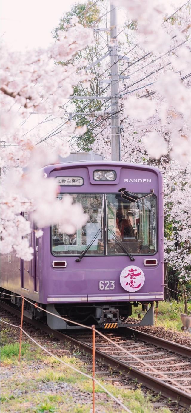 《白色橄榄树》by玖月晞