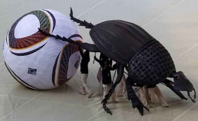 生命力顽强的屎壳郎出现危机：环境越来越差，就连排泄物都不安全