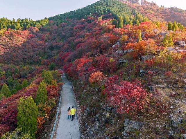 山东好景｜济南劈山“红叶秘境”秋色醉人