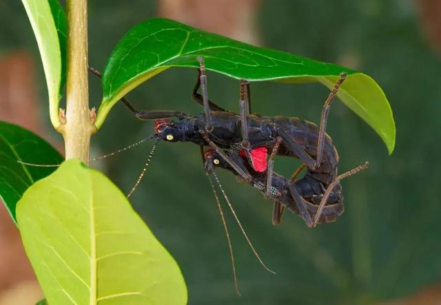 秘鲁恶魔——黑魔鬼竹节虫