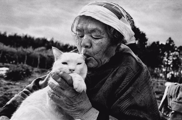 这只日本最有爱的“婆婆猫”，去了天国