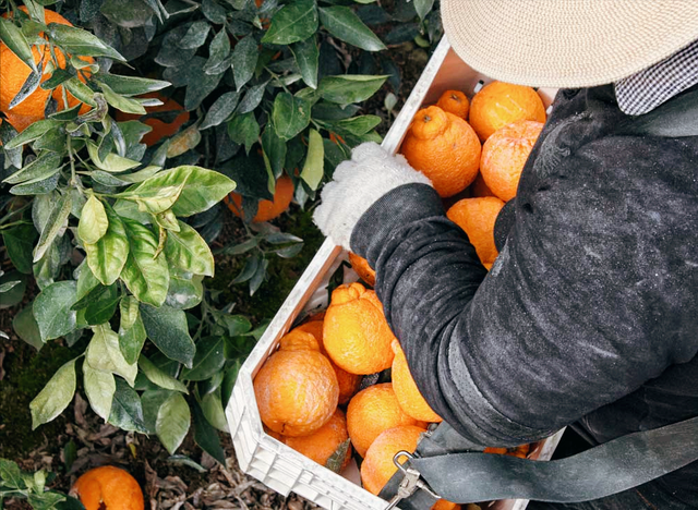 世界上最贵的水果有多贵？盘点14种贵得离谱的水果