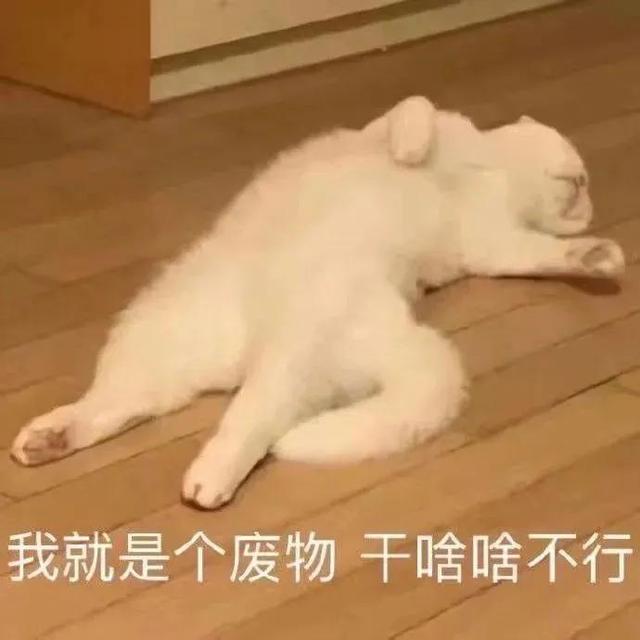 沙雕猫猫表情包：气到炸毛