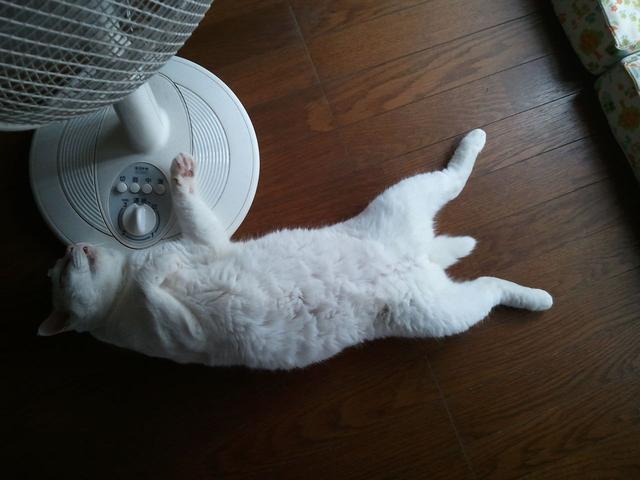 这只日本最有爱的“婆婆猫”，去了天国