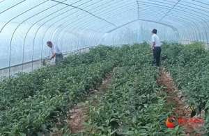 喜庆农家(华亭：岁物丰成喜气扬 农家处处笑声长)