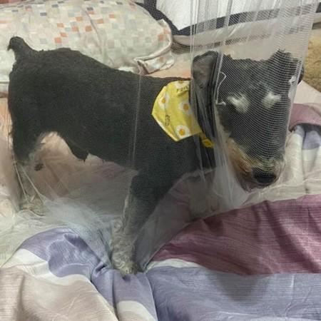 蚊帐破好多洞　见丝袜套头汪马上懂