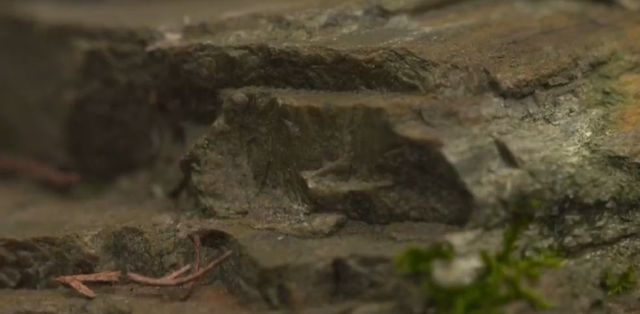 四川山村惊现神秘“龙骨石”，质地形状如同龙骨，专家认为不简单