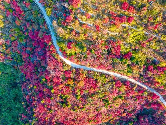 山东好景｜济南劈山“红叶秘境”秋色醉人
