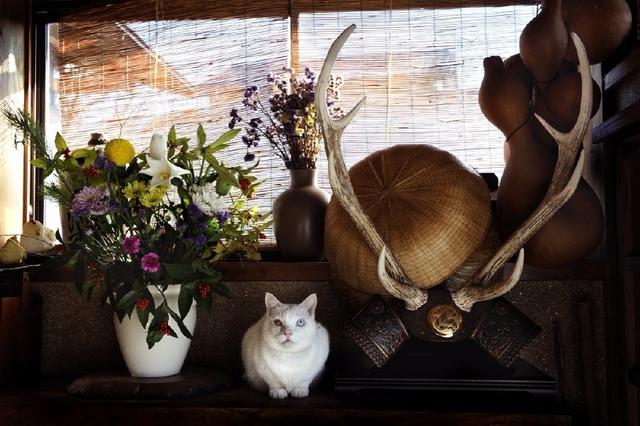 这只日本最有爱的“婆婆猫”，去了天国