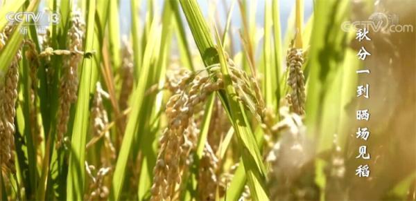 丰收节里话丰收｜白露谷 寒露豆 玉米收在秋分后