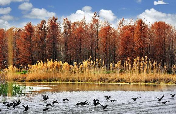 五颜六色的最美季节来啦！申城秋季赏景指南