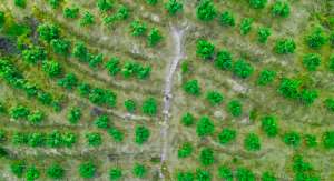 大香蕉网伊人在线(广东农业为什么与众不同？一一写在第四个中国农民丰收节)