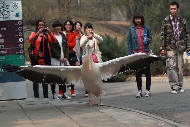 喜欢和美女合影的粉红色大鸟