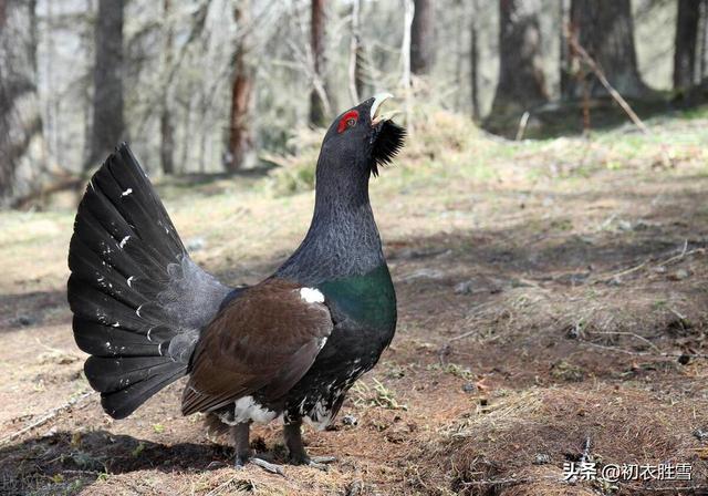 刀郎《山歌廖哉》《序曲》：词好，因为悲怆，歌好，因为足安抚