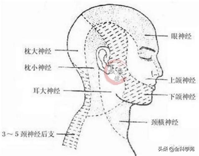 枕大神经体表定位 & 枕大神经痛的预防