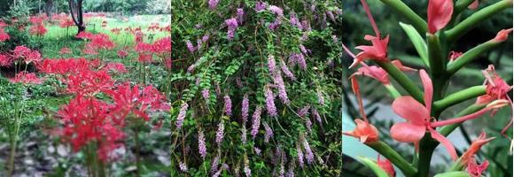 五颜六色的最美季节来啦！申城秋季赏景指南