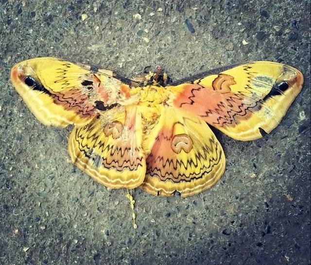 人类禁区切尔诺贝利，38年无人敢进入，里面成动物变异天堂了吗？