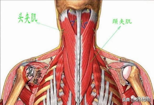 枕大神经体表定位 & 枕大神经痛的预防