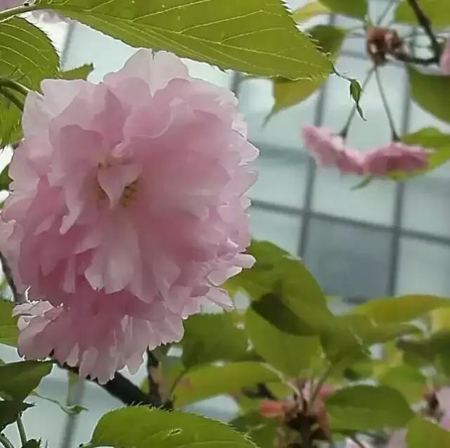 花谢花飞，花满天