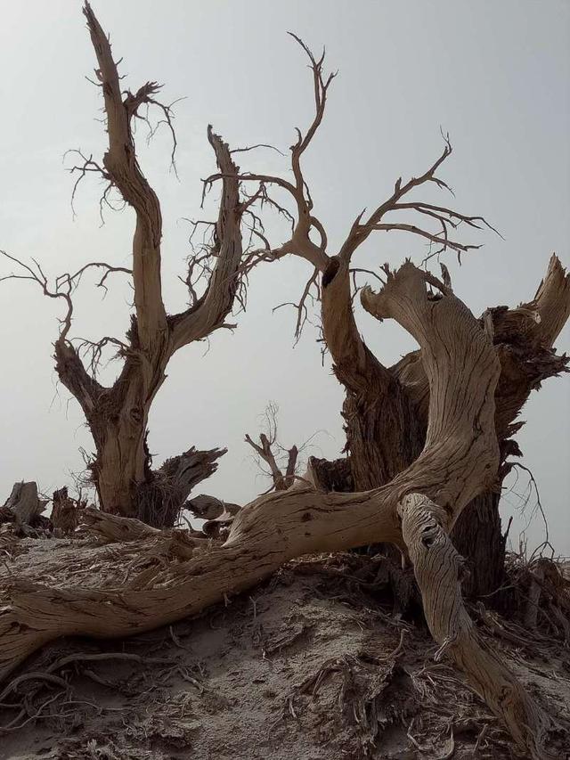 胡杨树的三千年