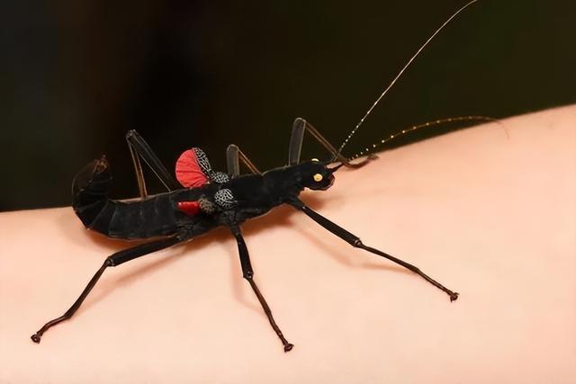 秘鲁恶魔——黑魔鬼竹节虫