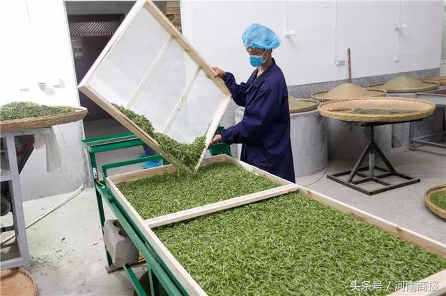 信阳明前毛尖真相调查：成本每斤500元！你买的很便宜？假的！