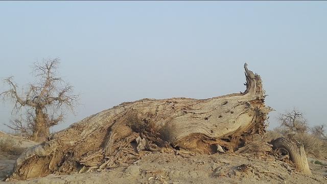 胡杨树的三千年