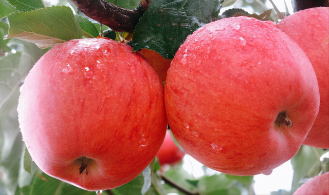 世界上最贵的水果有多贵？盘点14种贵得离谱的水果