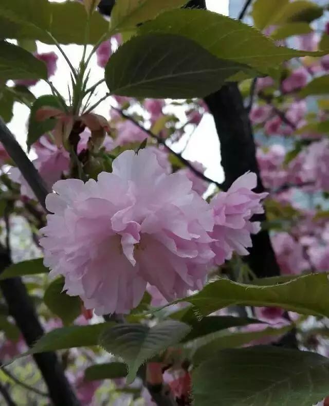 花谢花飞，花满天