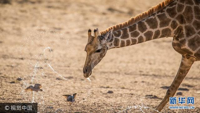 南非：牛椋鸟狂缠长颈鹿 长颈鹿喷水驱逐