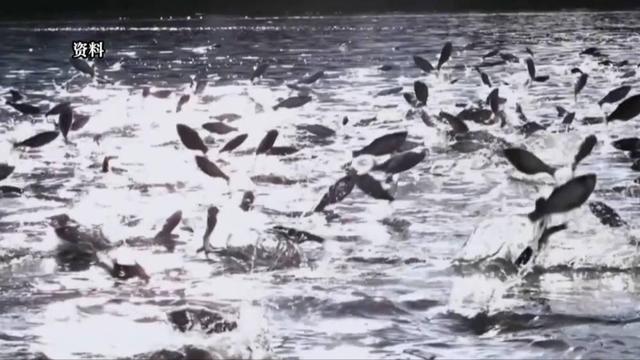 新华视点|老渔民的新答卷:告别“水上漂” 端起“新饭碗”