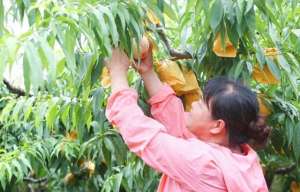 湿哒哒的水蜜桃(口水哒哒滴～蜜桃季来了)