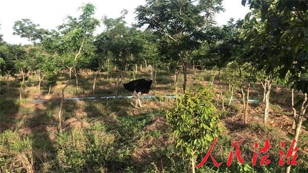 海南一饲养鸵鸟冲破围栏“离家出走”报警人：被狗追的